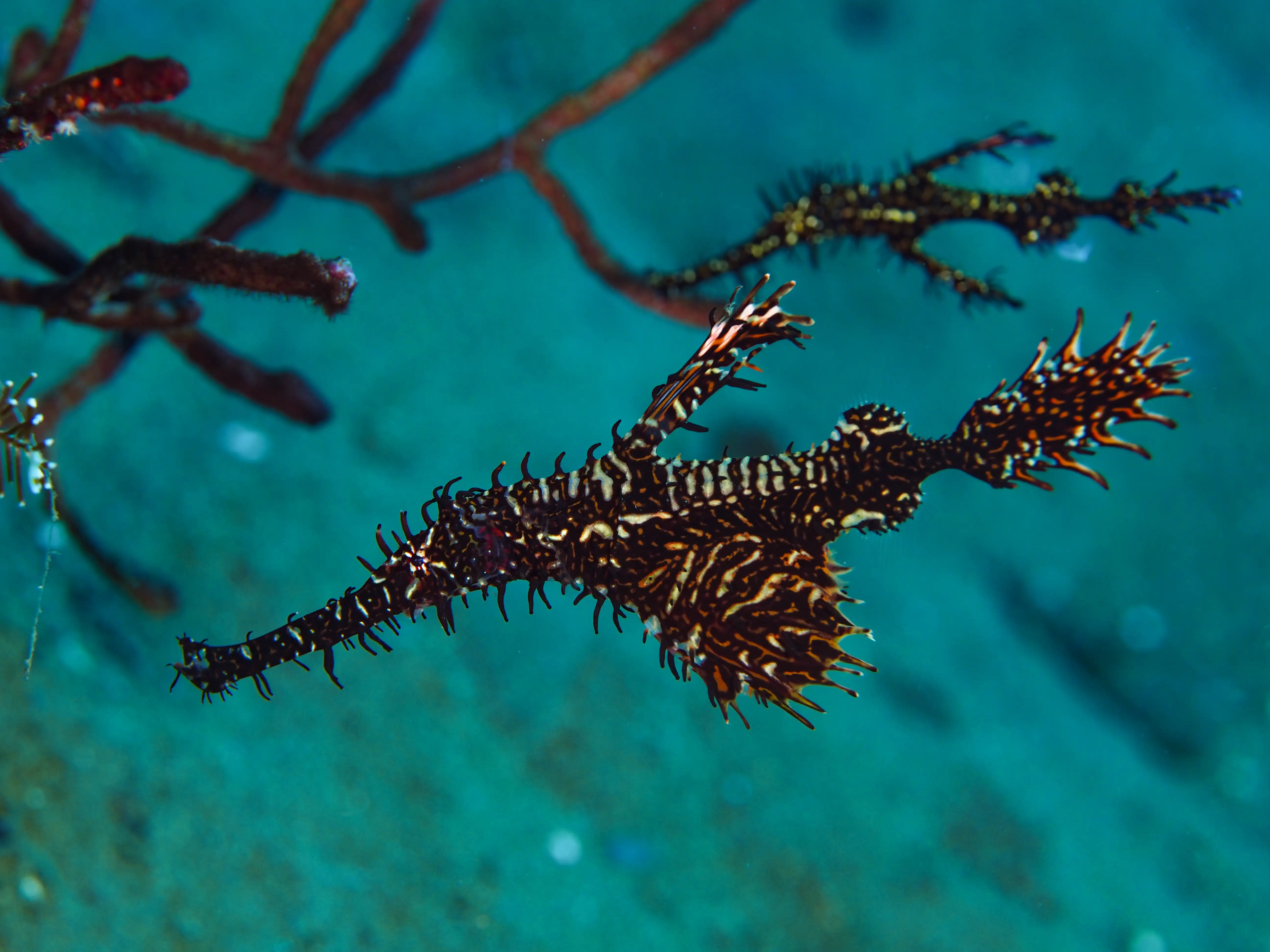 Ornate ghost pipefish - La Tortue muck site - 12m